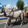 dozynki_2009_cz2_74